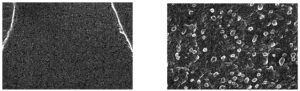Scanning electron micrographs of the layer comprising lithium metal before (left) and after (right) exposure to CO2