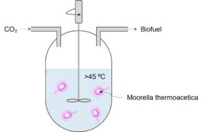 Thermophilic bacteria fix CO2 to produce biofuel.