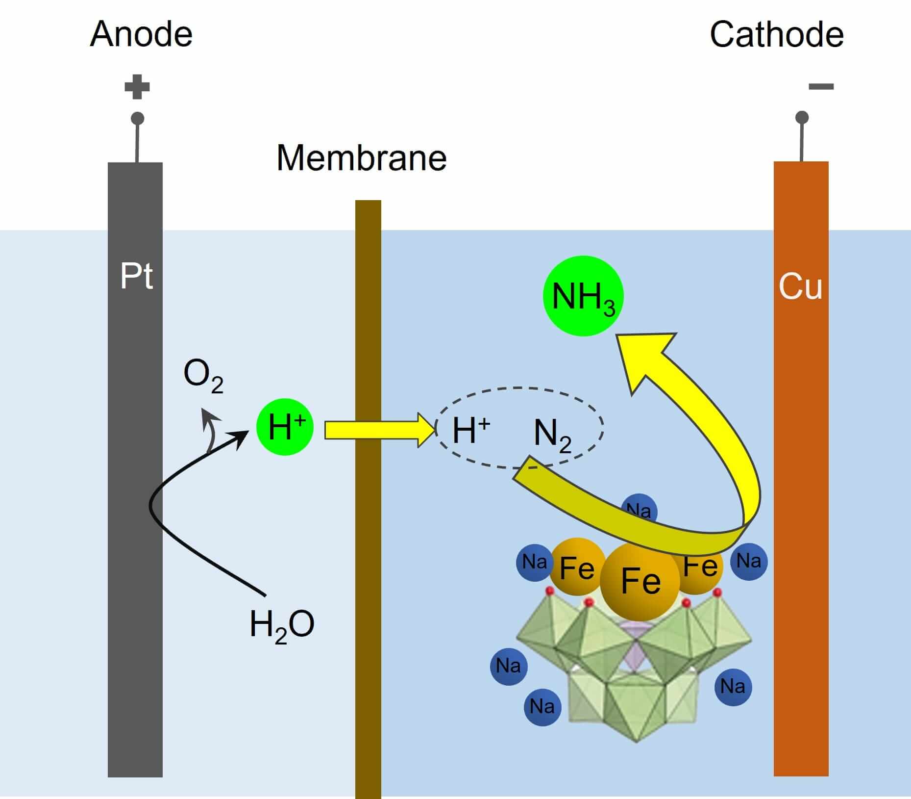 Process of ammonia synthesis via electrochemical reduction of nitrogen with the polyoxometalate catalyst (ref. JACS paper).